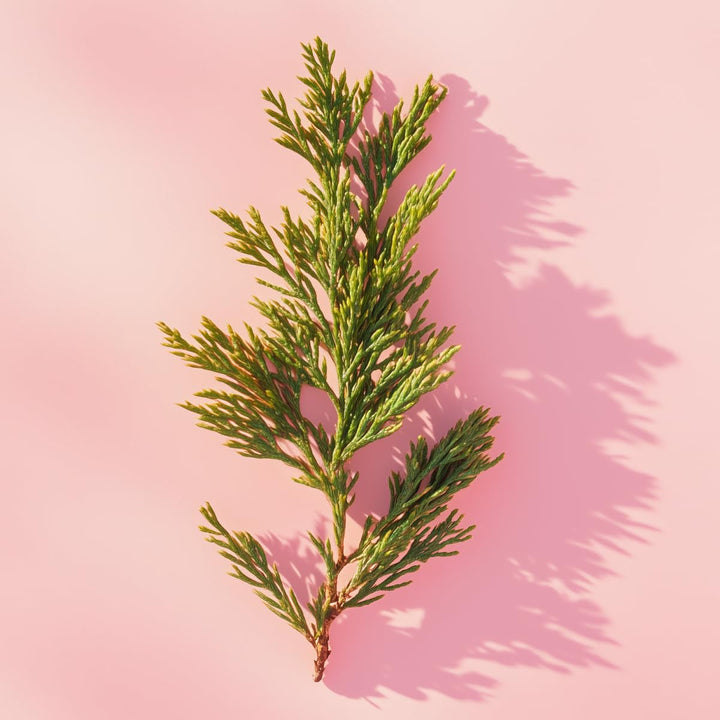 Elie Saab Le Parfum Essentiel 50 ml – Apă de parfum pentru femei – Parfum floral chypre – Note radiante de floare de portocal, iasomie, gardenie și paciuli – Sticlă transparentă din sticlă