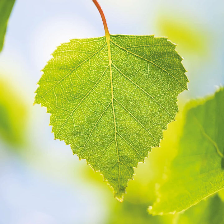 WELEDA Bio, Ulei de corp cu ulei de jojoba, întărește pielea si activează metabolismul pielii, 100 ml Duș și baie Naty Shop