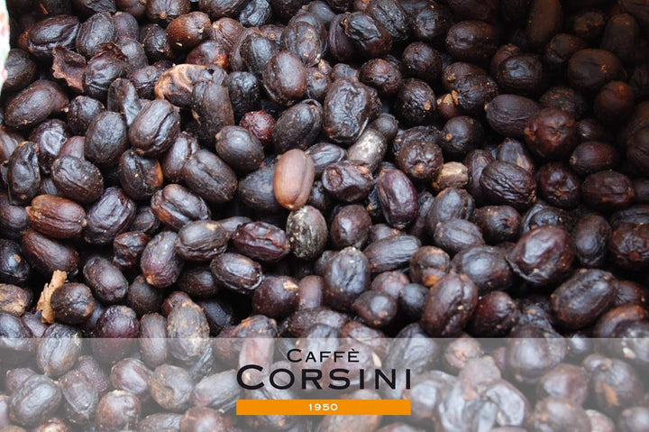Caffè Corsini - Cafea boabe 3 X 250 grame, Compagnia Dell'Arabica, diverse arome, origine unică, total 750G Cafea Naty Shop