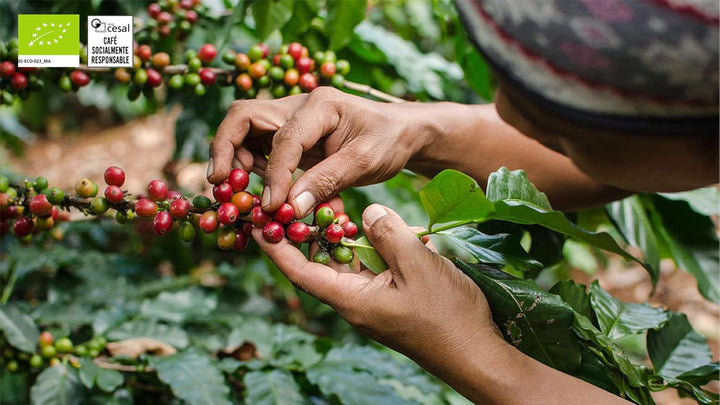 CAFES GUILIS DESDE 1928 AMANTES DEL CAFE - Cafea organică boabe Arabica Cafea Naty Shop