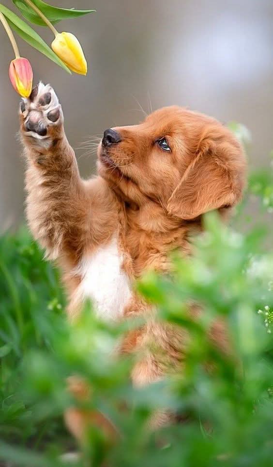 Imagine comestibila, vafa, format A4, Animale Imagini comestibile Nati Shop