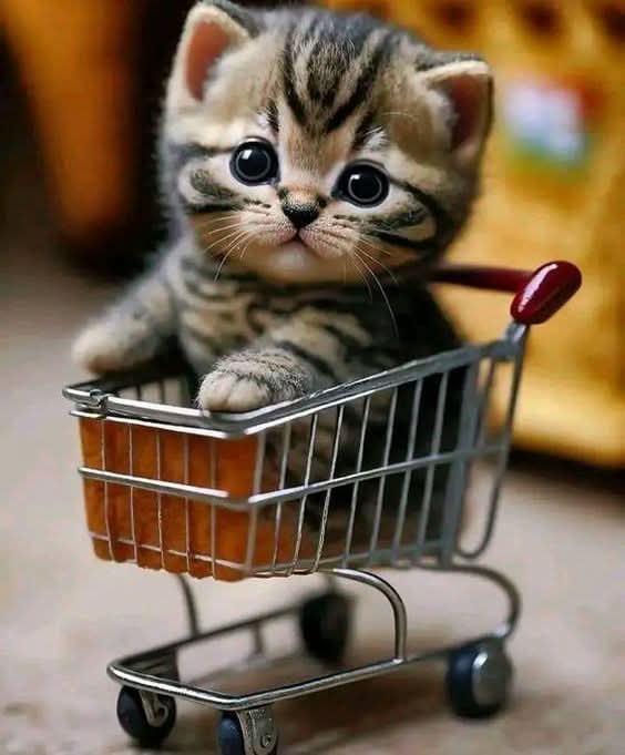 Imagine comestibila, vafa, format A4, Animale Imagini comestibile Nati Shop