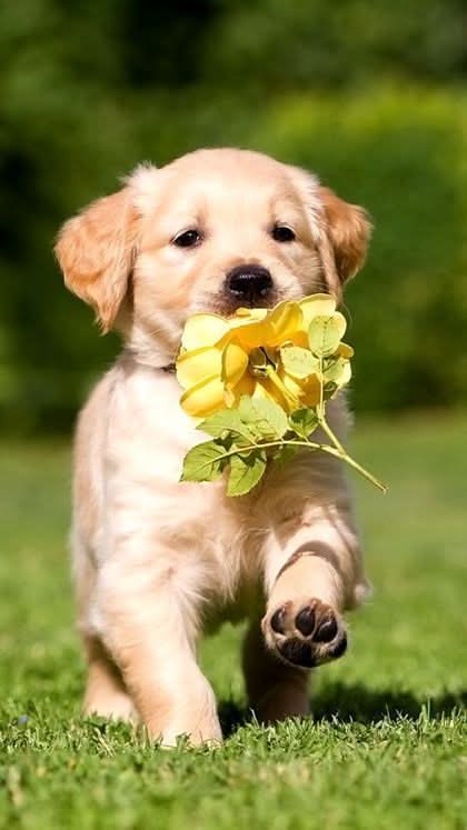 Imagine comestibila, vafa, format A4, Animale Imagini comestibile Nati Shop