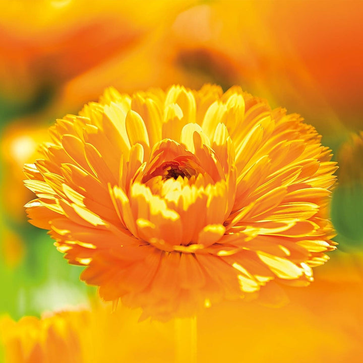 WELEDA Organic Baby Calendula Magic Balm - Balsam universal de cosmetice naturale pentru față și corp pentru îngrijirea și calmarea pielii și buzelor uscate. Balsam bogat universal pentru bebeluși și copii (1x 25g) Copii - Baie si Skincare Naty Shop